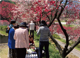 旅写真お花見